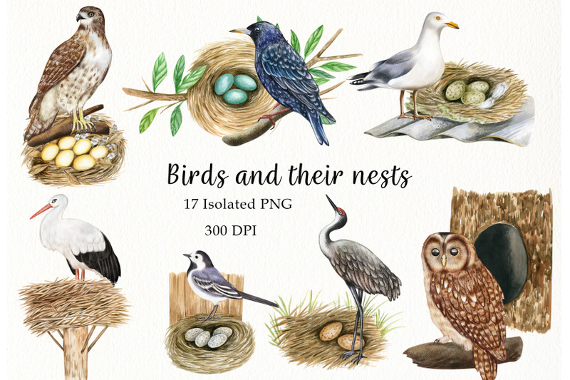 watercolor-birds-and-their-nests-clipart-hand-painted-birds-houses