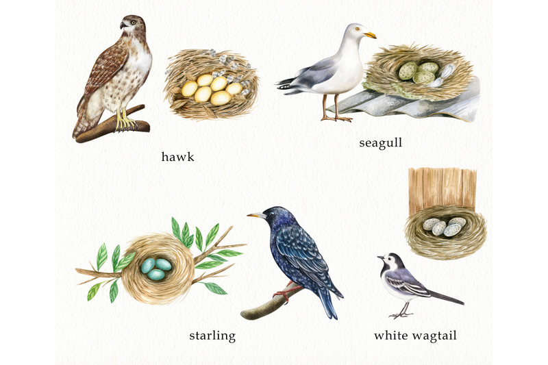 watercolor-birds-and-their-nests-clipart-hand-painted-birds-houses