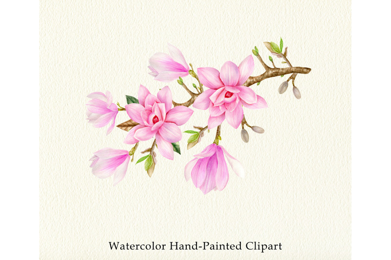 watercolor-pink-magnolia-branches-floral-clipart-set-spring-flowers