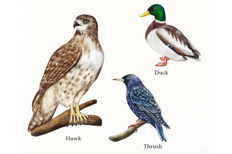 watercolor-european-birds-clipart-hand-painted-forest-birds-set