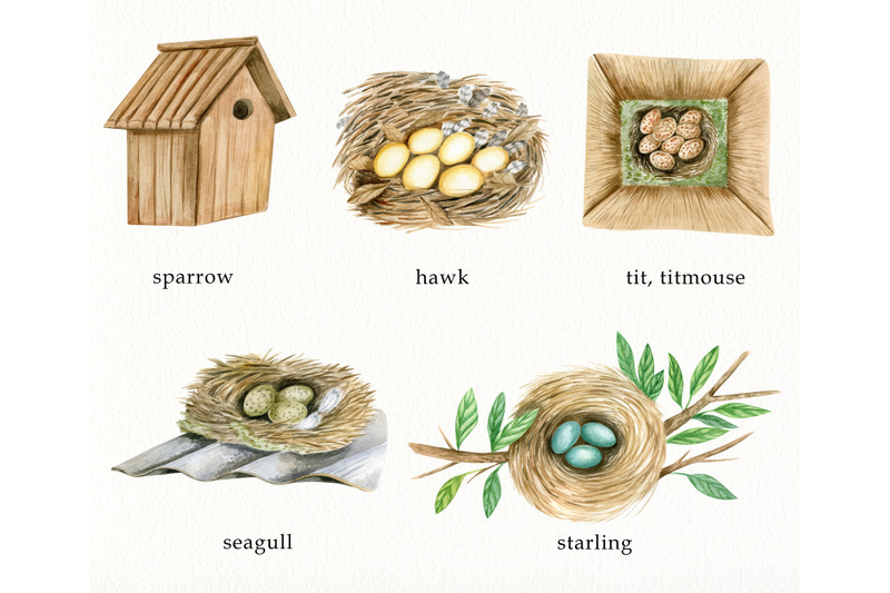 watercolor-birds-nests-and-eggs-clipart-hand-painted-birds-houses