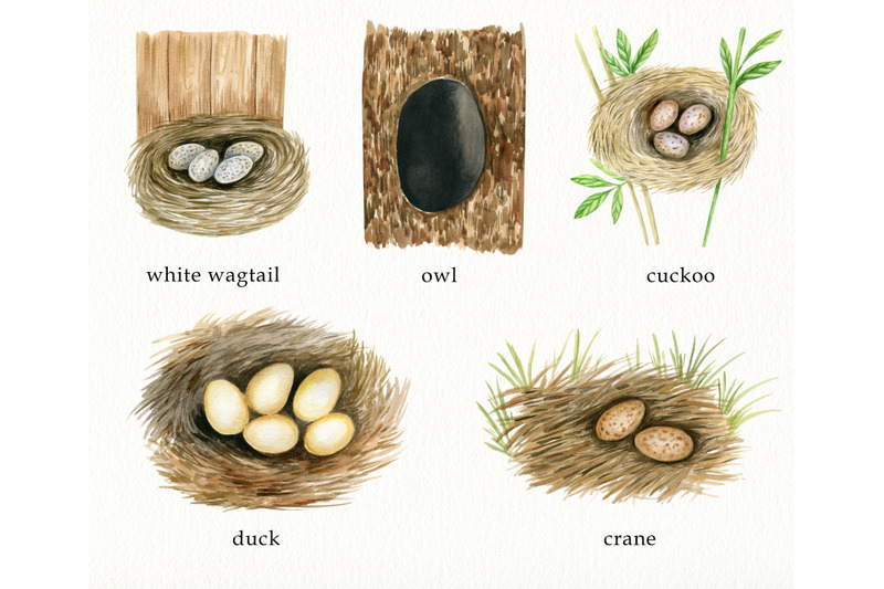 watercolor-birds-nests-and-eggs-clipart-hand-painted-birds-houses