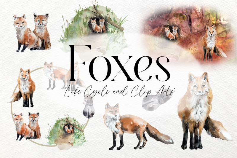 watercolor-fox-life-cycle-and-clip-arts