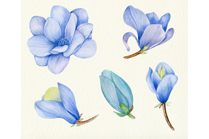 watercolor-blue-magnolia-floral-clipart-set