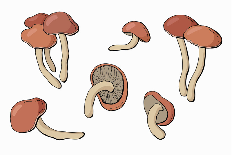 honey-mushrooms