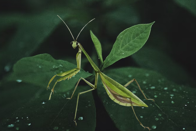 watercolor-praying-mantis-life-cycle-and-clip-arts