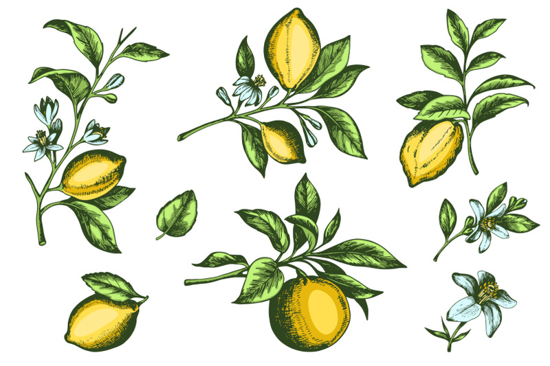 lemon-tree-vintage-design-kit