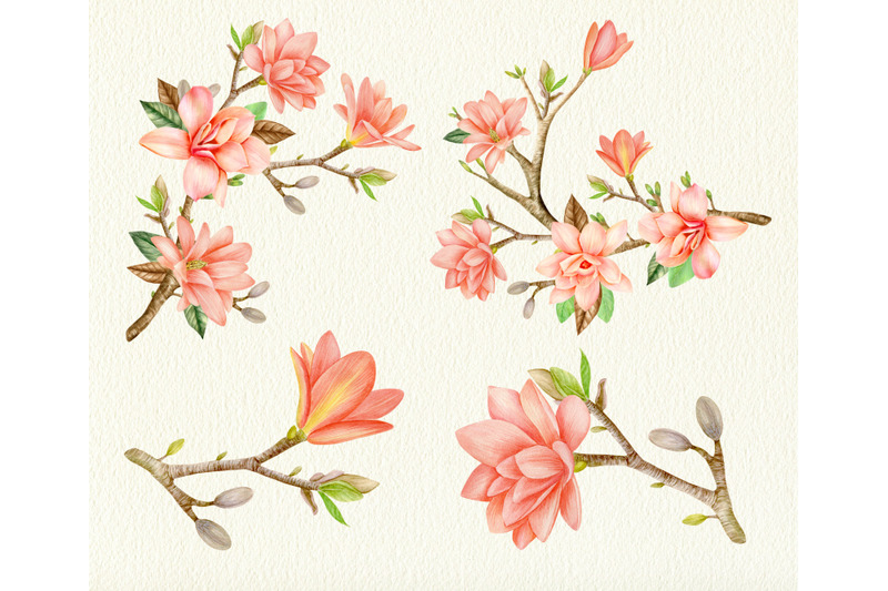 watercolor-coral-magnolia-floral-clipart-set-png