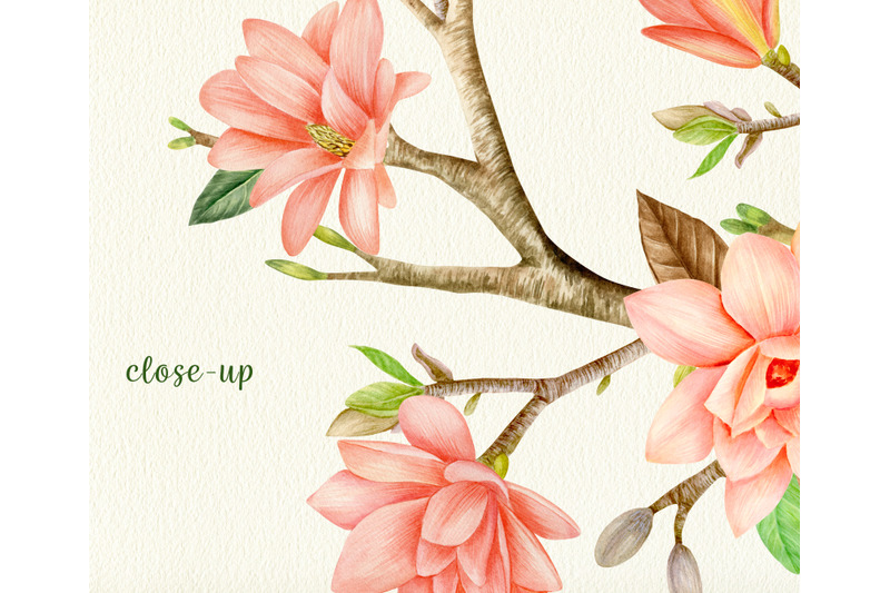 watercolor-coral-magnolia-floral-clipart-set-png