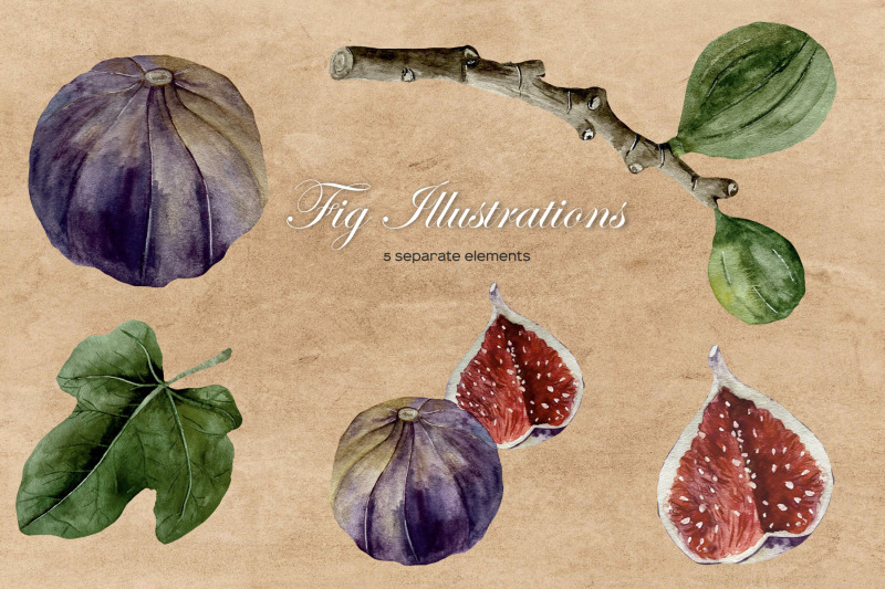 watercolor-fig-clipart-fig-studies-branch-fig-seeds-leaf