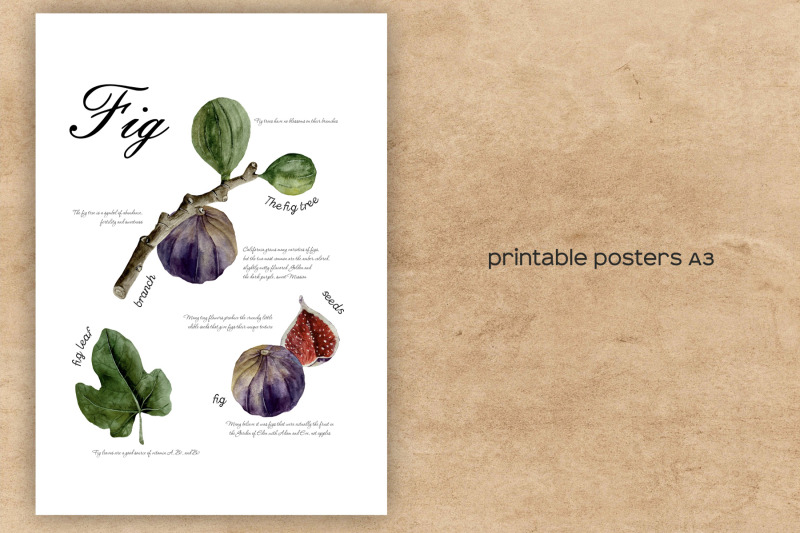 watercolor-fig-clipart-fig-studies-branch-fig-seeds-leaf