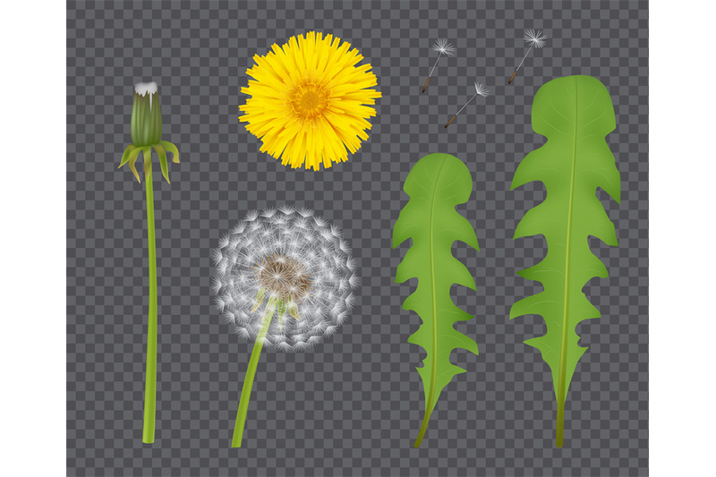 realistic-dandelion-botanical-illustration-beautiful-flower-with-tran