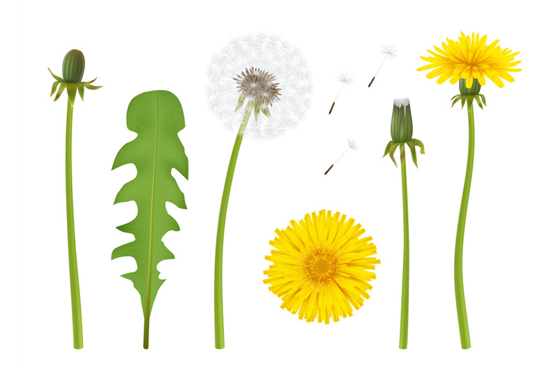 dandelion-realistic-yellow-flower-with-leaf-beautiful-dandelion-with