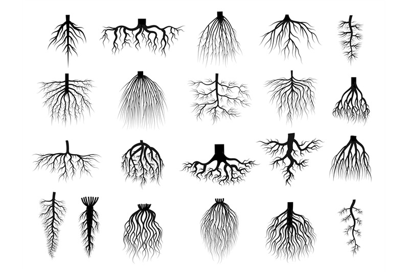 root-plants-botanical-symbols-root-systems-from-creep-trees-recent-ve