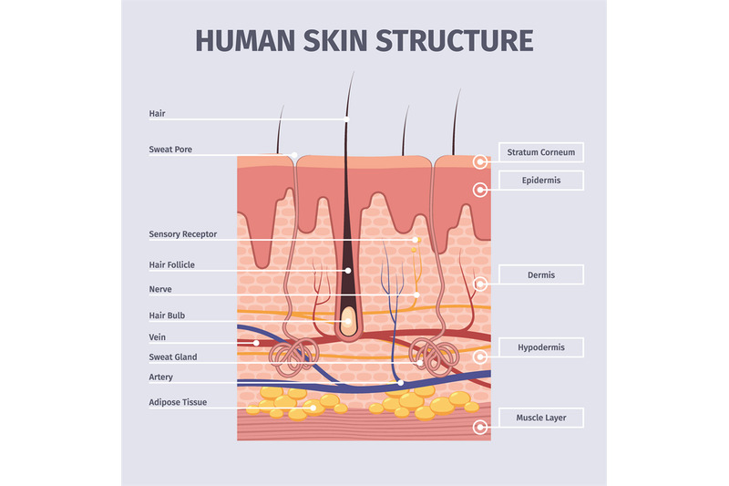 skin-layers-detailed-illustrations-of-human-structure-anatomy-peles-l