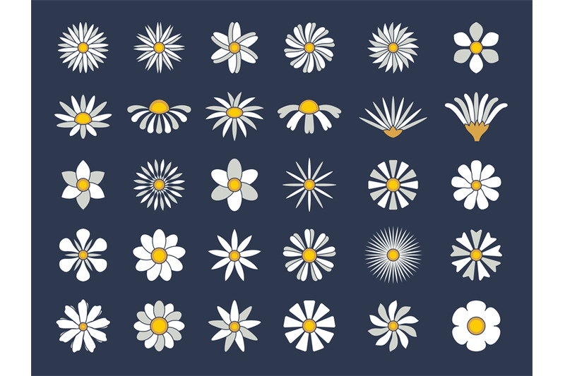 chamomile-collection-botanical-flowers-set-healthy-stylized-herbas-ca