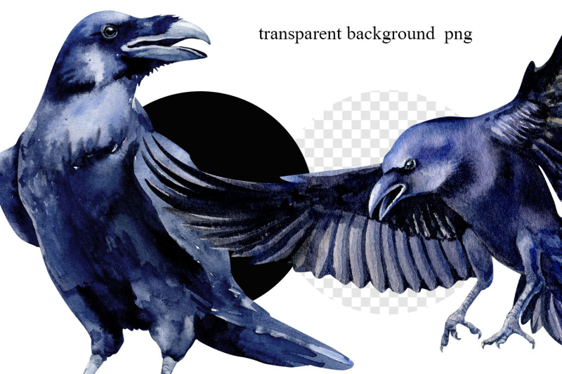 ravens-watercolor-clipart-sublimation-graphics-png