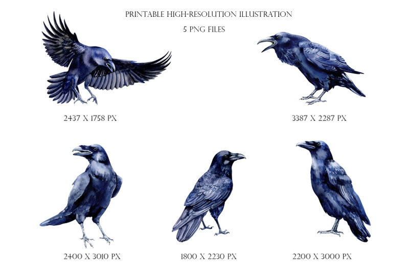 ravens-watercolor-clipart-sublimation-graphics-png