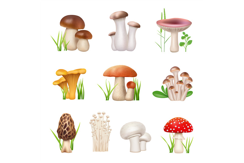 mushrooms-realistic-vegetarian-food-nutrition-fungus-chanterelle-tast