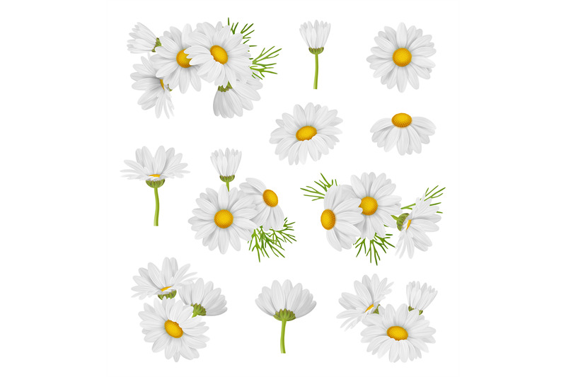 camomile-set-beautiful-botanical-collections-of-medical-healthy-beaut