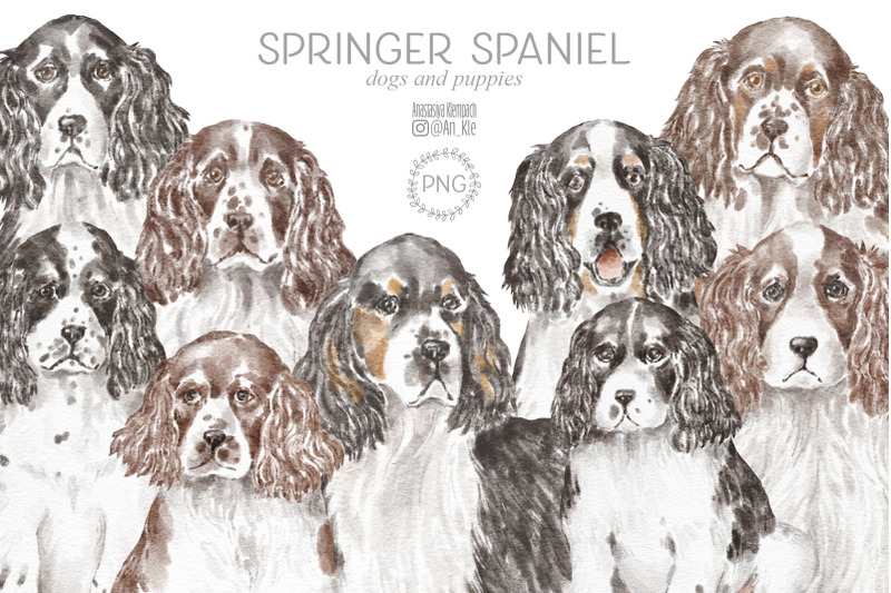springer-spaniel-dogs