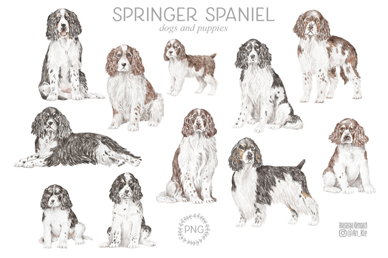 springer-spaniel-dogs