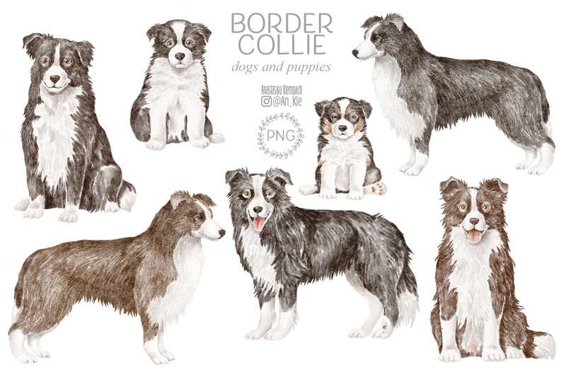 border-collie-dogs-clipart