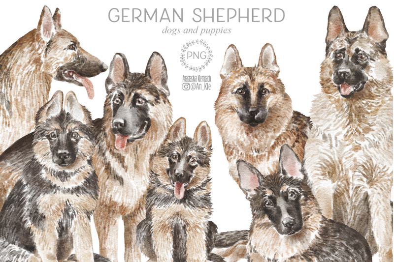 german-shepherd