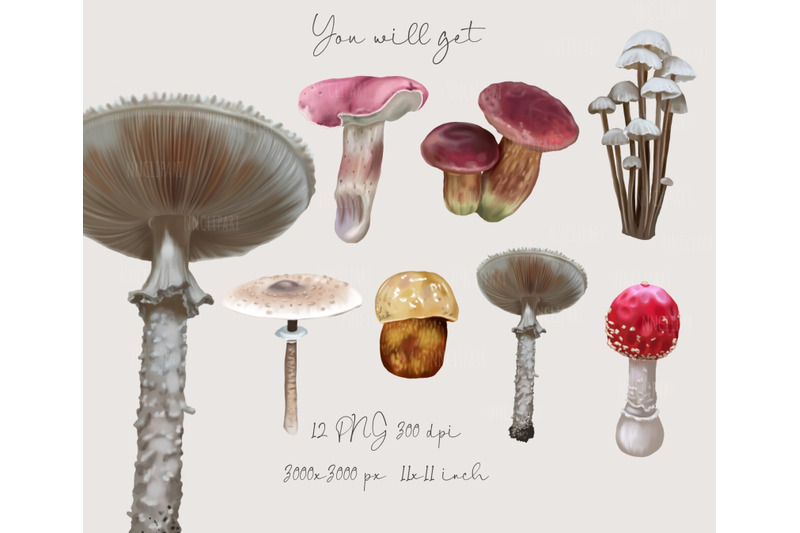 watercolor-mushrooms-clipart-fall-clipart-fall-forest-fungus