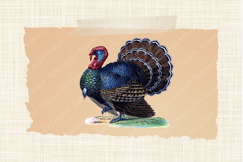 vintage-thanksgiving-turkey-clip-art