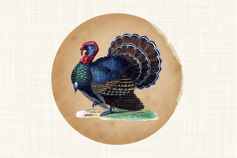 vintage-thanksgiving-turkey-clip-art