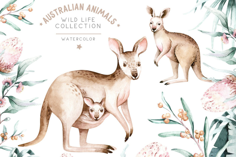 watercolor-australian-kangaroo-clipart-digital-kids-illustration