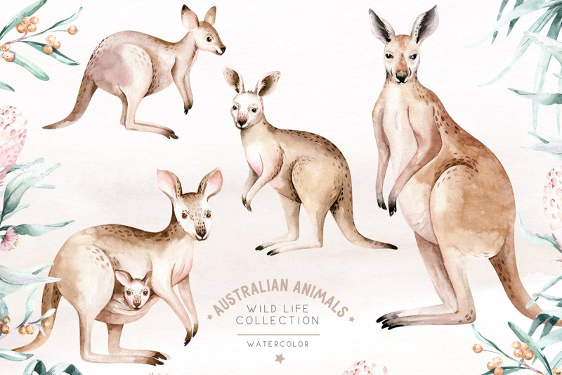 watercolor-australian-kangaroo-clipart-digital-kids-illustration