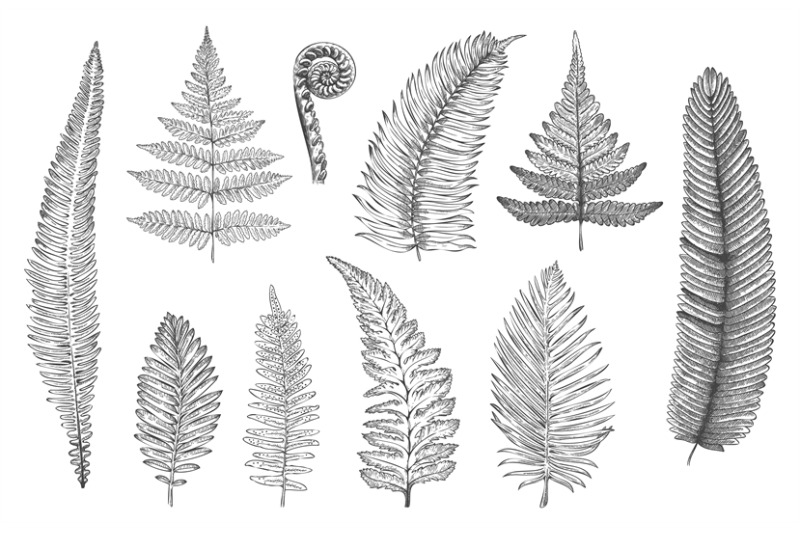 hand-drawn-fern-monochrome-sketch-of-forest-plants-for-greeting-card