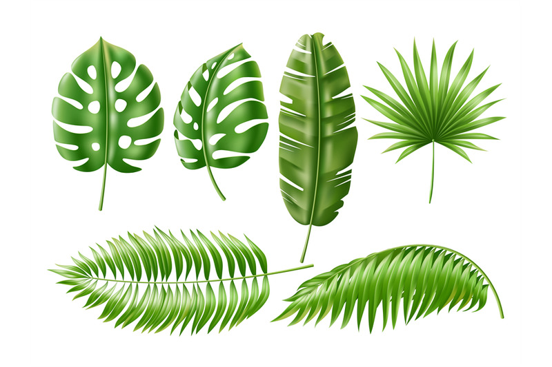 realistic-tropical-leaves-exotic-green-plants-isolated-jungle-foliag