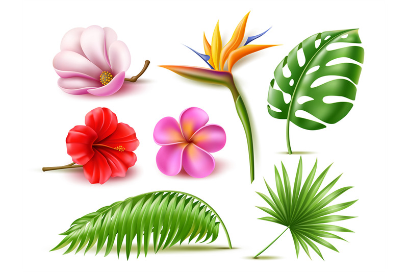 realistic-tropical-flowers-hibiscus-and-plumeria-plants-banana-and-m