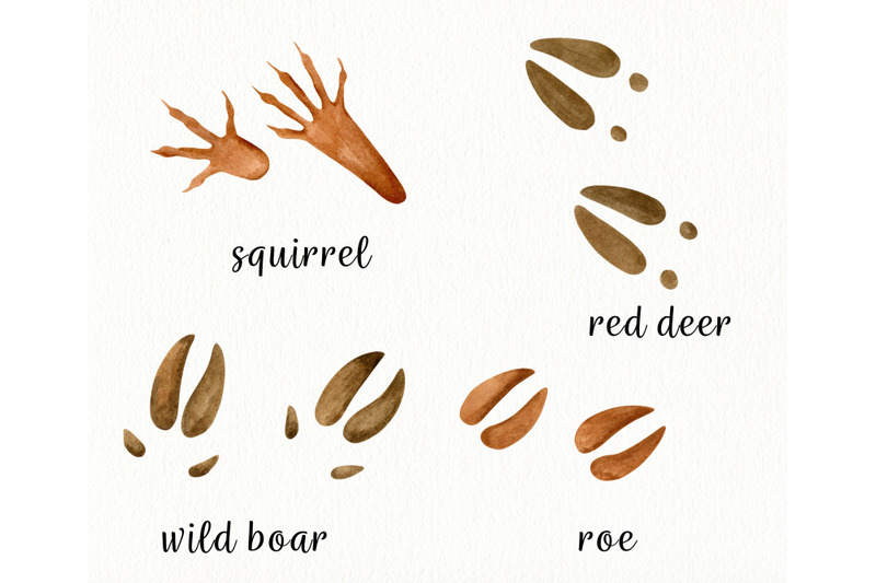 watercolor-animal-tracks-clipart-wild-animals-footsteps-png