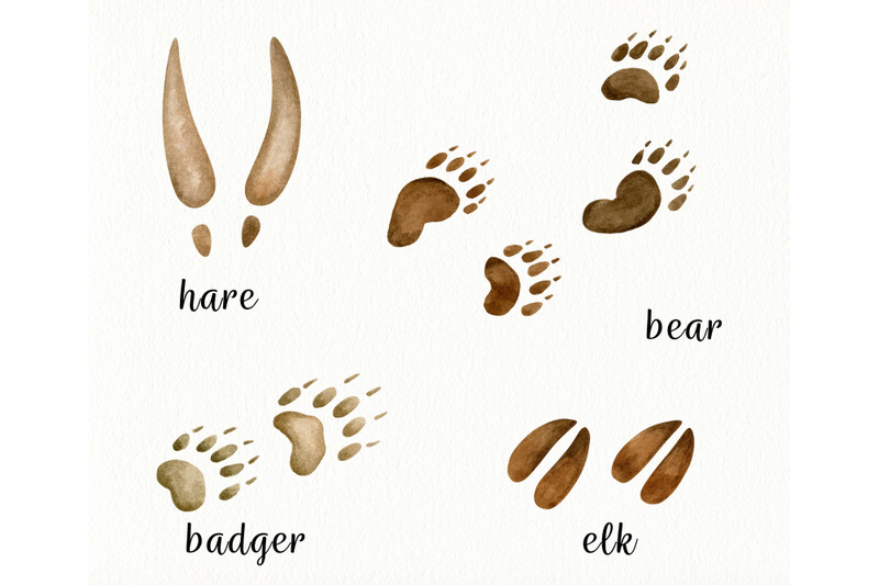 watercolor-animal-tracks-clipart-wild-animals-footsteps-png