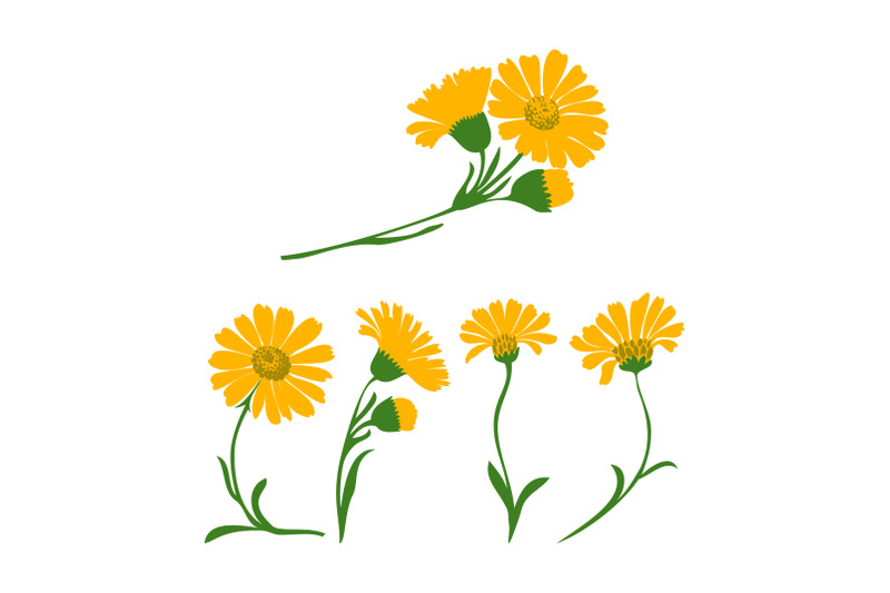 dandelion-plants-set-isolated-on-white-background-vector-illustration