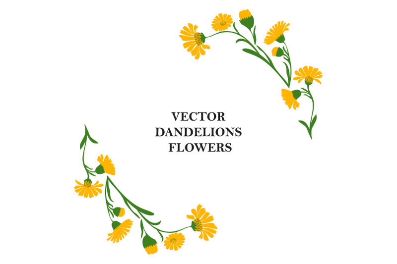 floral-border-of-plant-dandelions-isolated-on-white-background-botani