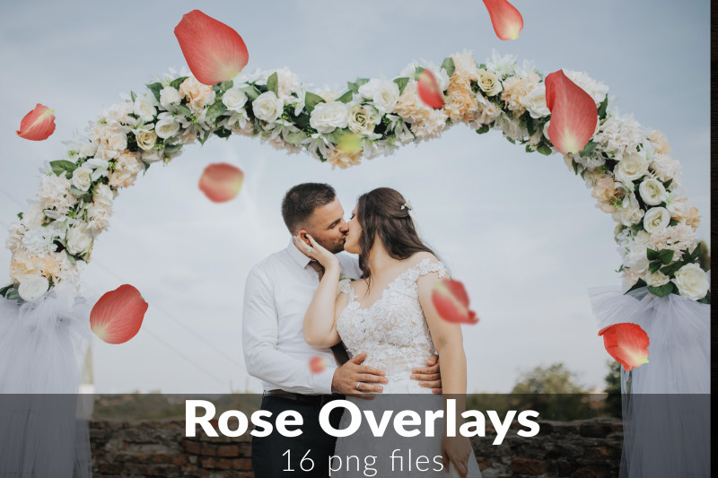 falling-rose-petals-overlays