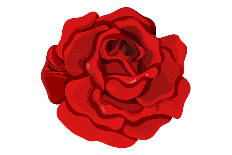 garden-rose-red-summer-flower-decorative-element