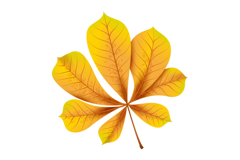 realistic-autumn-leaves-fall-yellow-wood-foliage-of-chestnut-bright