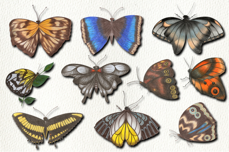 butterfly-clipart-butterfly-illustrations-png