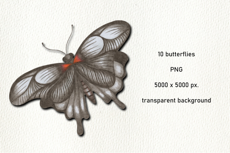 butterfly-clipart-butterfly-illustrations-png