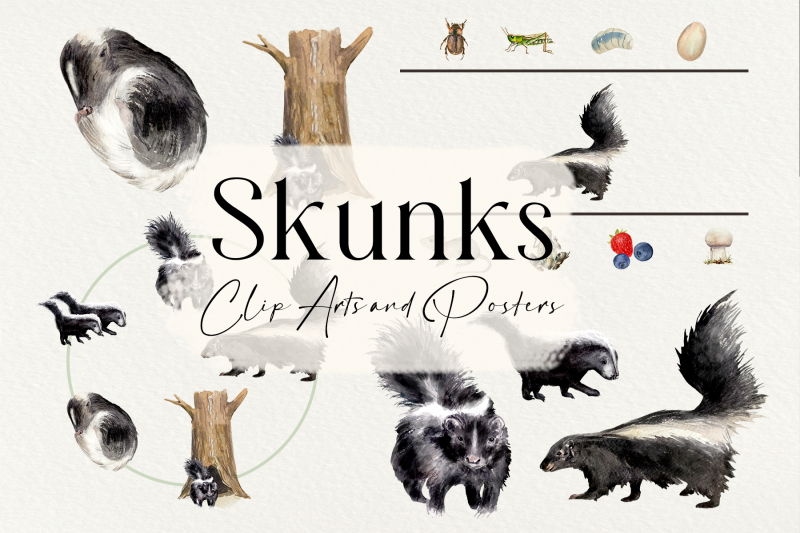 skunks-life-cycle-and-clip-arts-set