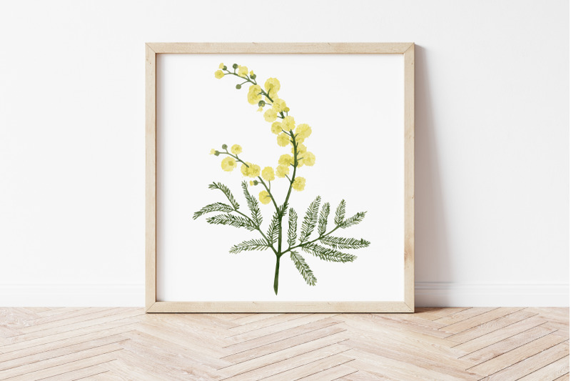 australian-yellow-wattle-flower-clip-art