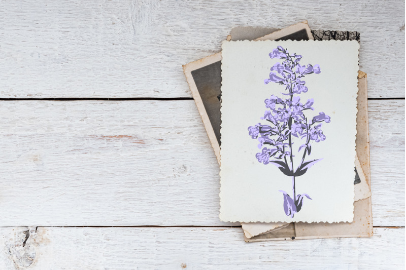lilac-purple-beardtongue-flower-clip-art