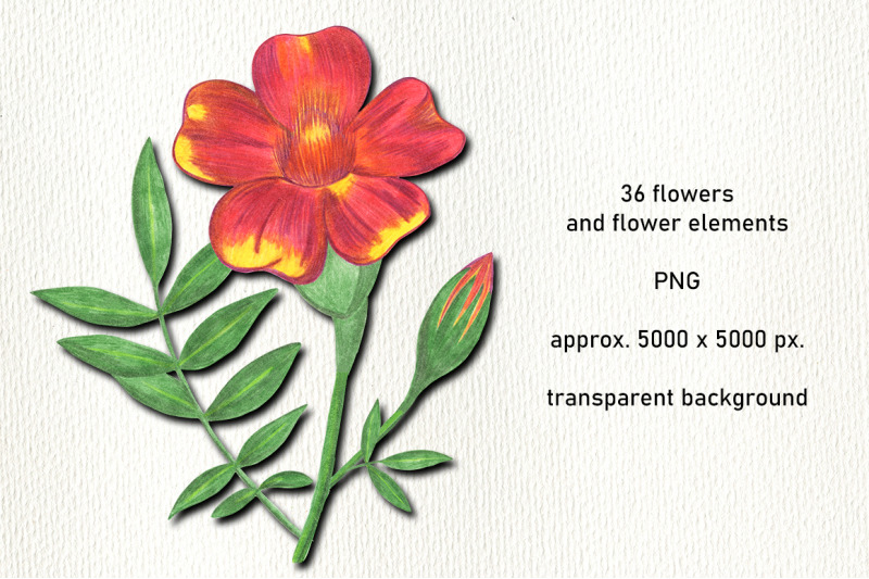 flower-sublimation-hand-drawn-flower-clipart-png