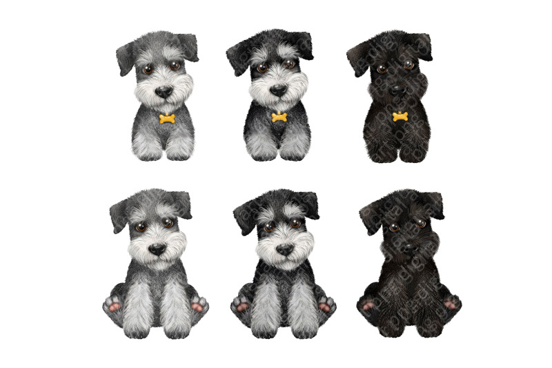miniature-schnauzer-watercolor-dog-clipart-puppy-portrait-cute-dog
